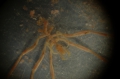 Chelicerata (sea spiders & mites)