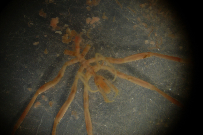 Nymphon gracile Nymphon gracile