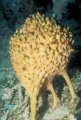 Porifera (sponges)