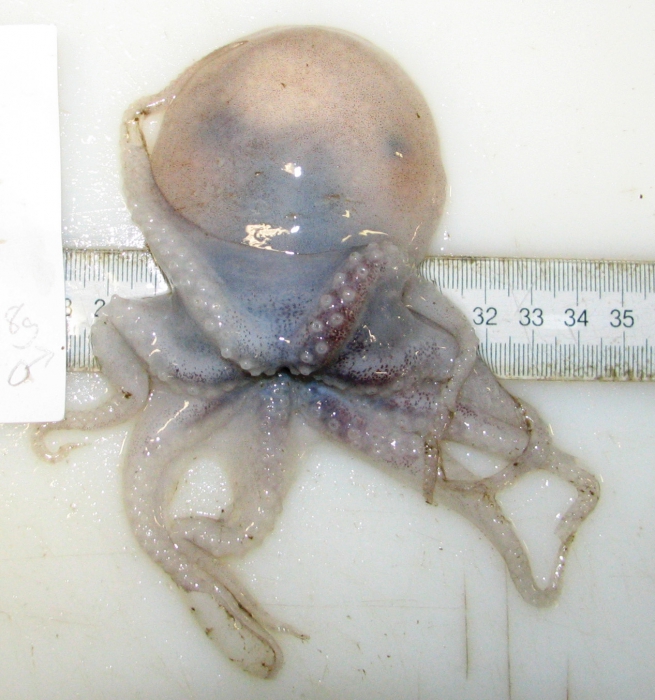 Bathypolypus bairdii Bathypolypus bairdii