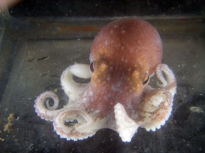Bathypolypus bairdii - octopus in an aquarium Bathypolypus bairdii - octopus in an aquarium