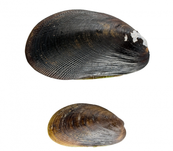 Musculus niger