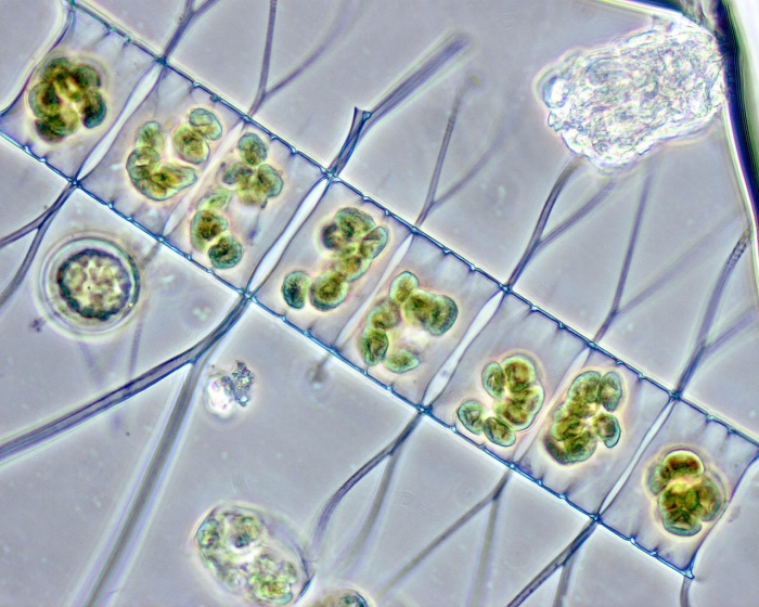 Chaetoceros decipiens Chaetoceros decipiens