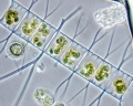 Chromista - Bacillariophyceae (diatoms)