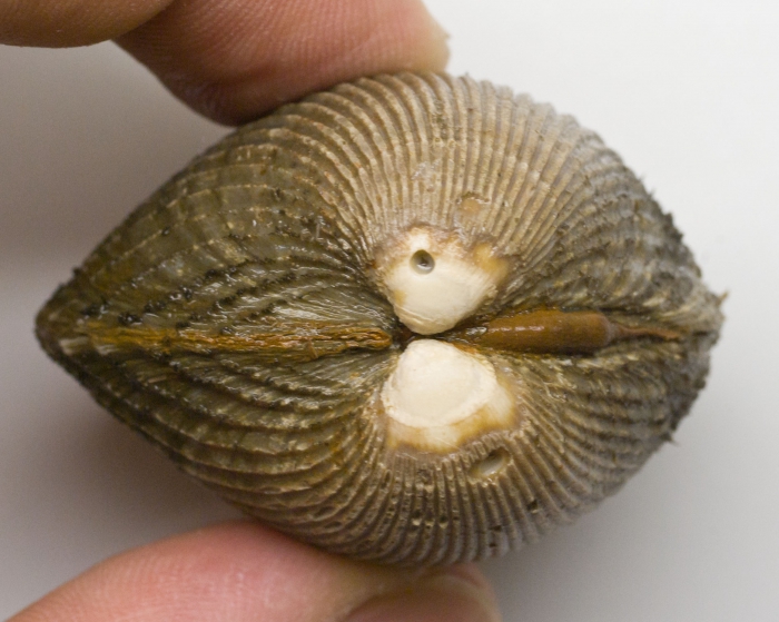 Clinocardium ciliatum - side view Clinocardium ciliatum - side view