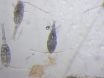 Mesozooplankton