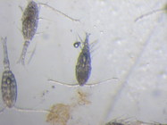 COPEPEDIA photos of Oithona nana : T4000247 : Species