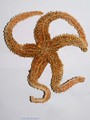 Echinodermata (echinoderms)