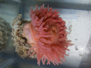 Urticina crassicornis - above view