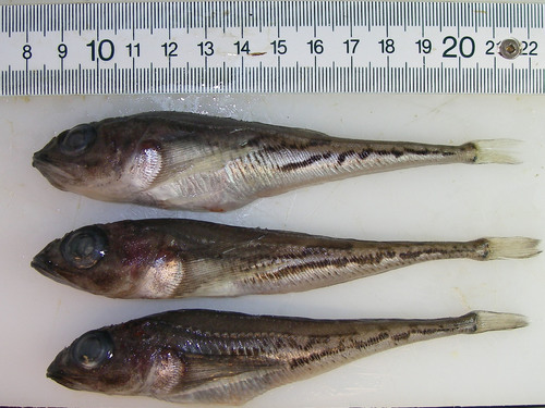 Triglops nybelini - trio of bigeye sculpins