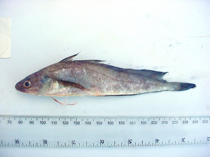 Urophycis tenuis Urophycis tenuis