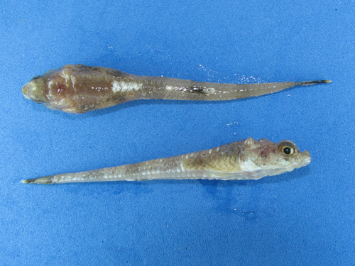 Ulcina olrikii, Arctic alligatorfish