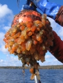 Tunicata (sea squirts)