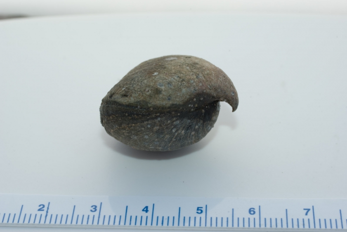 Hemithiris psittacea Hemithiris psittacea