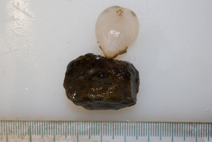 Terebratulina septentrionalis Terebratulina septentrionalis