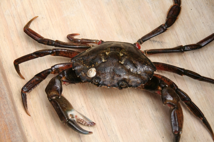 Carcinus maenas