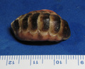 Mollusca (molluscs)