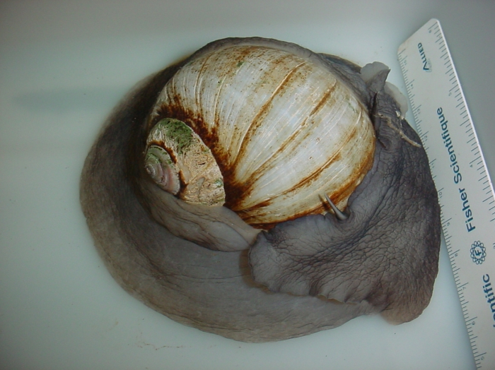 Euspira heros - moon snail (large) Euspira heros - moon snail (large)
