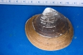 Mollusca (molluscs)