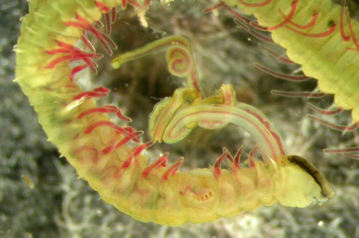 Boccardia proboscidea Boccardia proboscidea