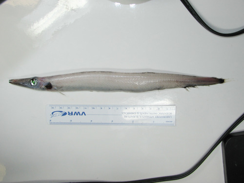 Arctozenus risso - white barracudina