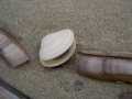 Mollusca (molluscs)