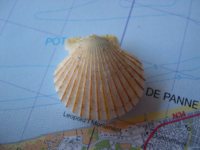 Aequipecten opercularis (Linnaeus, 1758) 