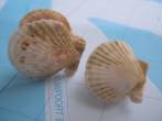 Aequipecten opercularis (Linnaeus, 1758), author: Nuyttens, Filip Aequipecten opercularis (Linnaeus, 1758), author: Nuyttens, Filip