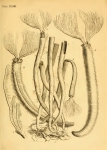 Corallina Tubularia Melitensis Ellis, 1755