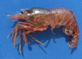 Crustacea (crustaceans)