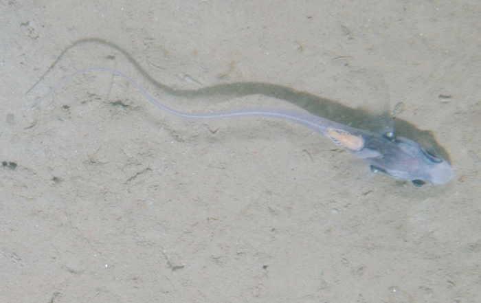 Nezumia bairdii with parasite