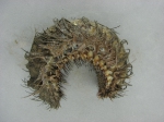 Aphroditella hastata - sea mouse (polychaete)