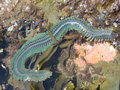 Polychaeta (bristle worms)