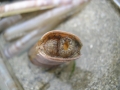 Mollusca (molluscs)