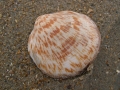 Mollusca (molluscs)