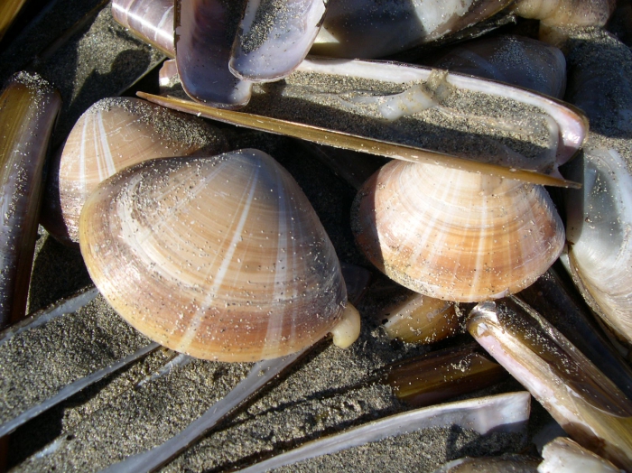 Mactra corallina (Linnaeus, 1758)