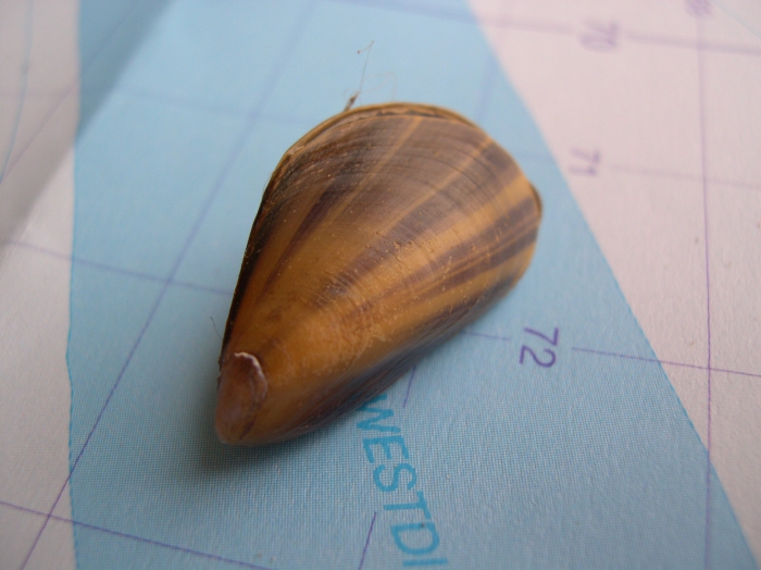 Mytilus edulis Linnaeus, 1758 Mytilus edulis Linnaeus, 1758
