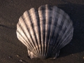 Mollusca (molluscs)