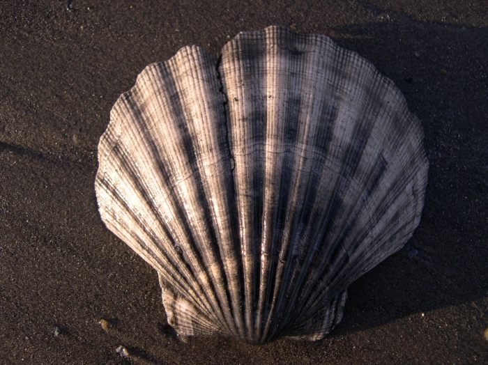 Pecten maximus Pecten maximus