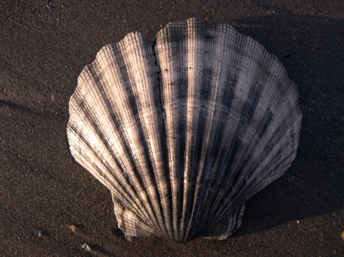 Pecten maximus