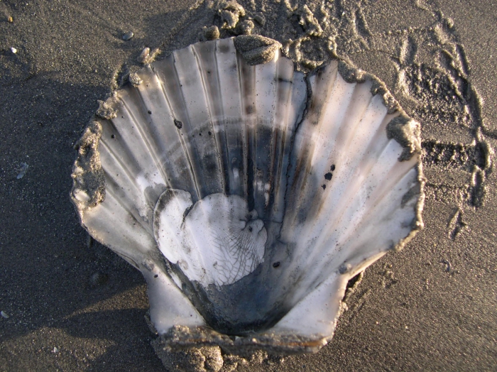 Pecten maximus