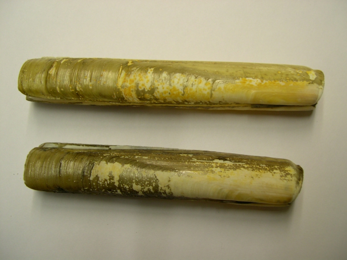Solen marginatus Pulteney, 1799 Solen marginatus Pulteney, 1799