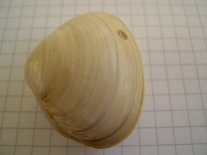 Spisula solida (Linnaeus, 1758) Spisula solida (Linnaeus, 1758)