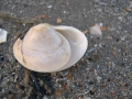 Mollusca (molluscs)