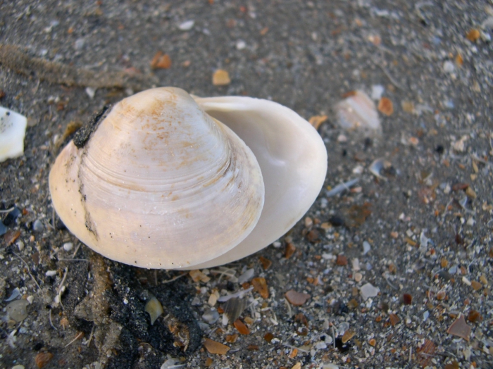 Spisula solida (Linnaeus, 1758) Spisula solida (Linnaeus, 1758)