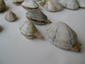 Mollusca (molluscs)