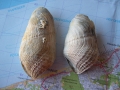 Mollusca (molluscs)