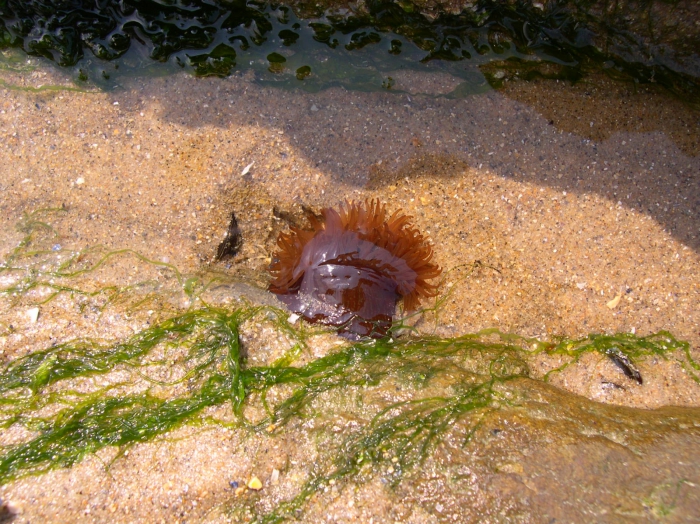 Actinia equina (Linnaeus, 1758) Actinia equina (Linnaeus, 1758)