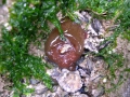 Actinia equina (Linnaeus, 1758) 