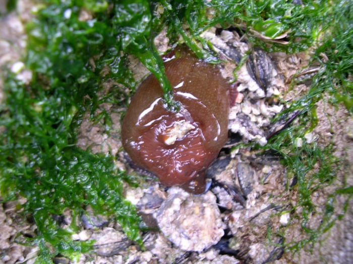 Actinia equina (Linnaeus, 1758) Actinia equina (Linnaeus, 1758)
